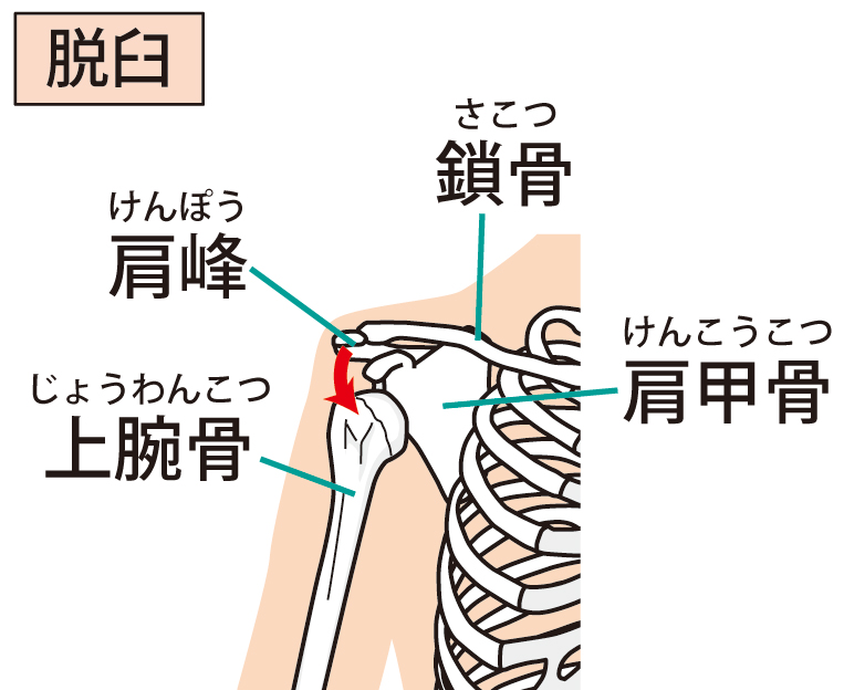肩関節の構造　イラスト
